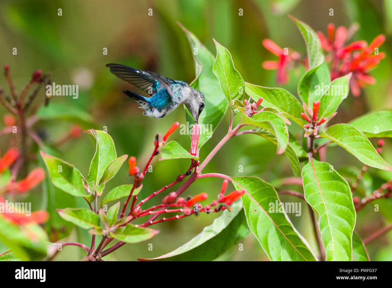 Bee Hummingbird (Mellisuga helenae), male in non-breeding plumage, in flight feeding on the red flowers of Firebush (Hamelia patens). Cuba Stock Photo