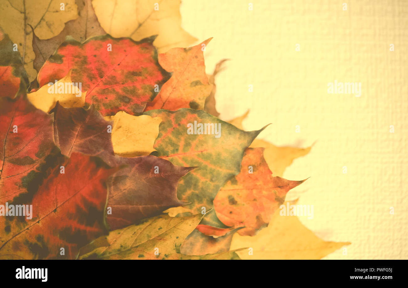 an armful of autumn leaves of different shades in the right part of the photo, in the left is a bright light beige background, maple leaves Stock Photo
