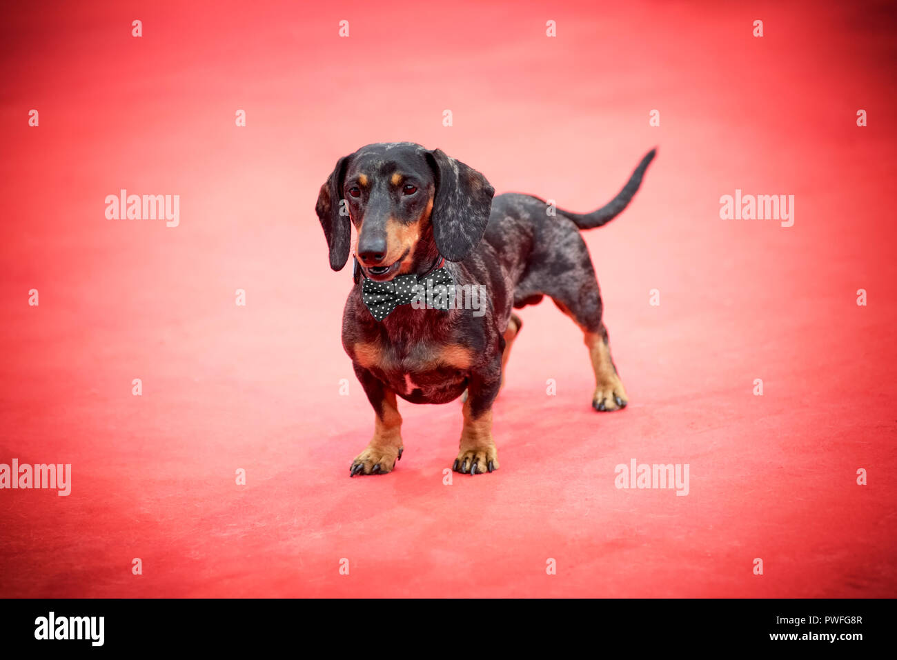 Dachshund dog alone on red carpet viewed in close-up from the front, red background with vignette effect Stock Photo