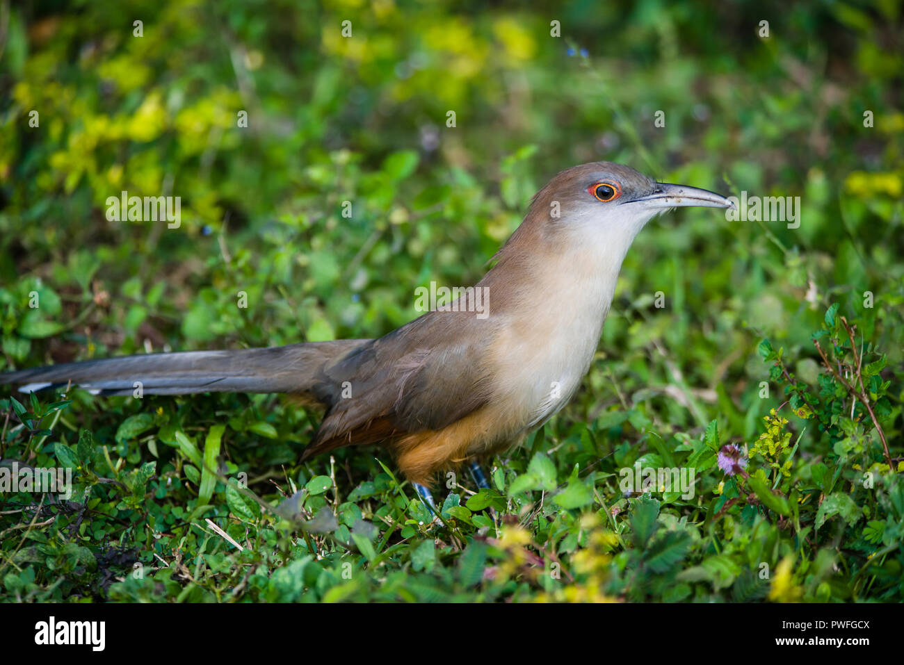 A Great Lizard-Cuckoo (Coccyzus merlini) hunting on the ground for insects. Bermejas Forest Reserve, Cuba. Stock Photo