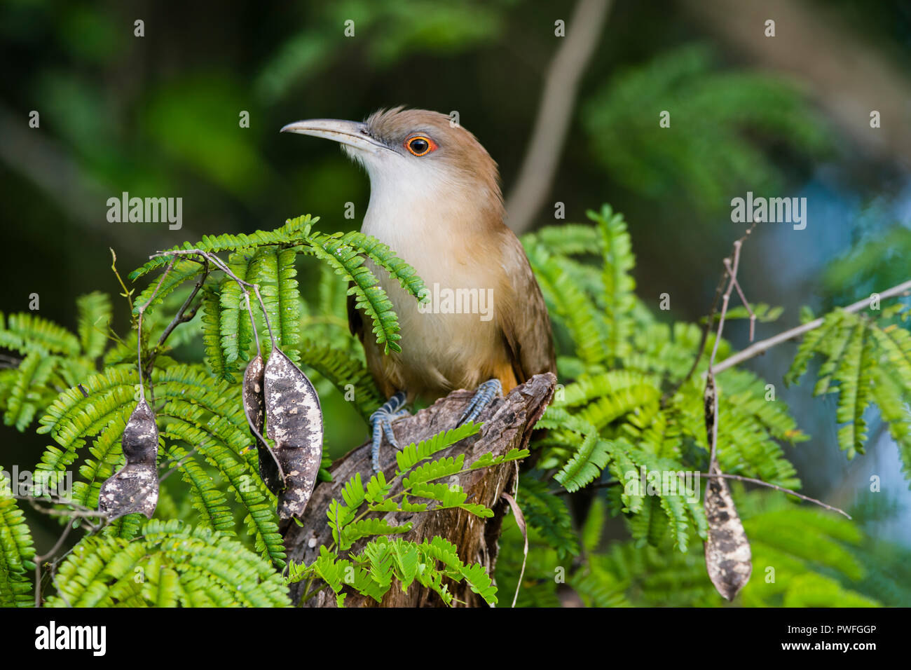 A Great Lizard-Cuckoo (Coccyzus merlini) perched on a stump. Bermejas Forest Reserve, Cuba. Stock Photo