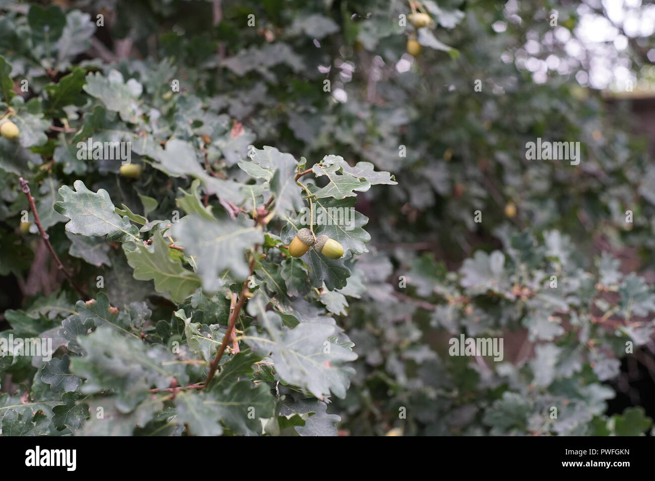 Acorns fruits. Closeup acorns fruits in the oak nut tree against blurred green background. Stock Photo