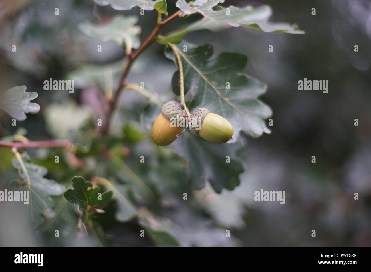 Acorns fruits. Closeup acorns fruits in the oak nut tree against blurred green background. Stock Photo