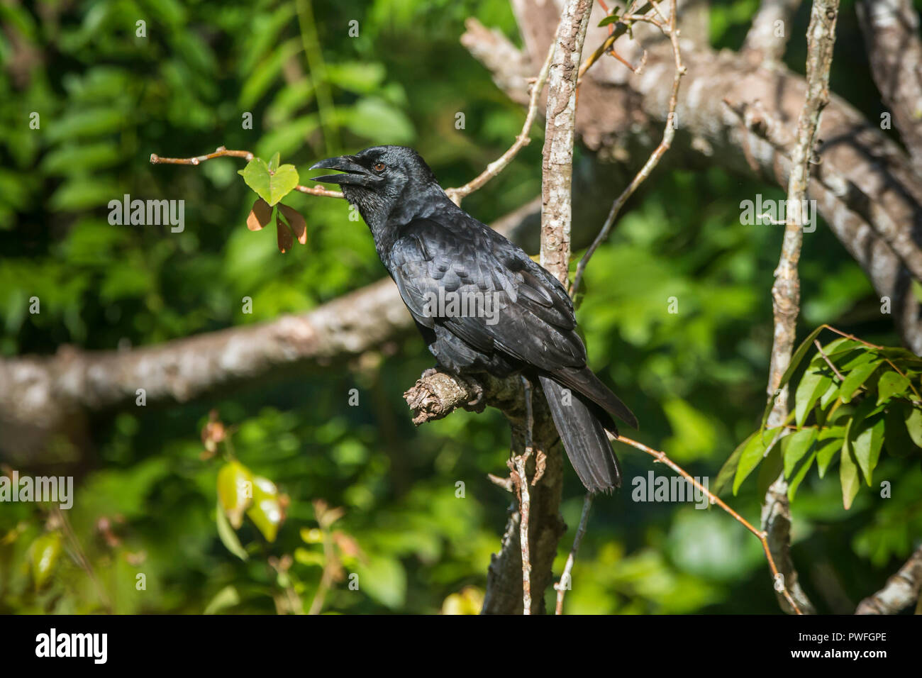 The endemic Cuban Crow (Corvus nasicus,) near Playa Larga, Cuba. Stock Photo
