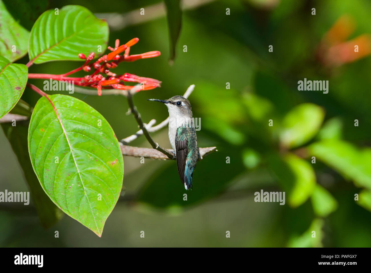 An endemic female Bee Hummingbird (Mellisuga helenae) perched on a Firebush tree (Hamelia patens), showing the characteristic white tips on her retric Stock Photo