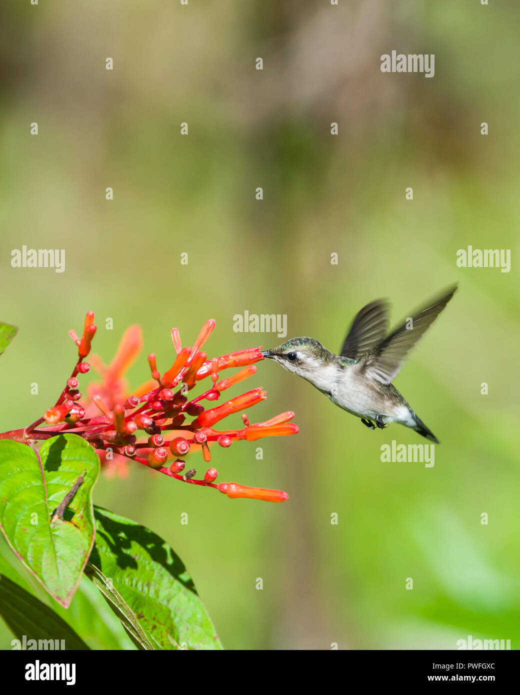 An endemic female Bee Hummingbird (Mellisuga helenae) in flight, visiting flowers of the Firebush tree (Hamelia patens). Cuba. Stock Photo