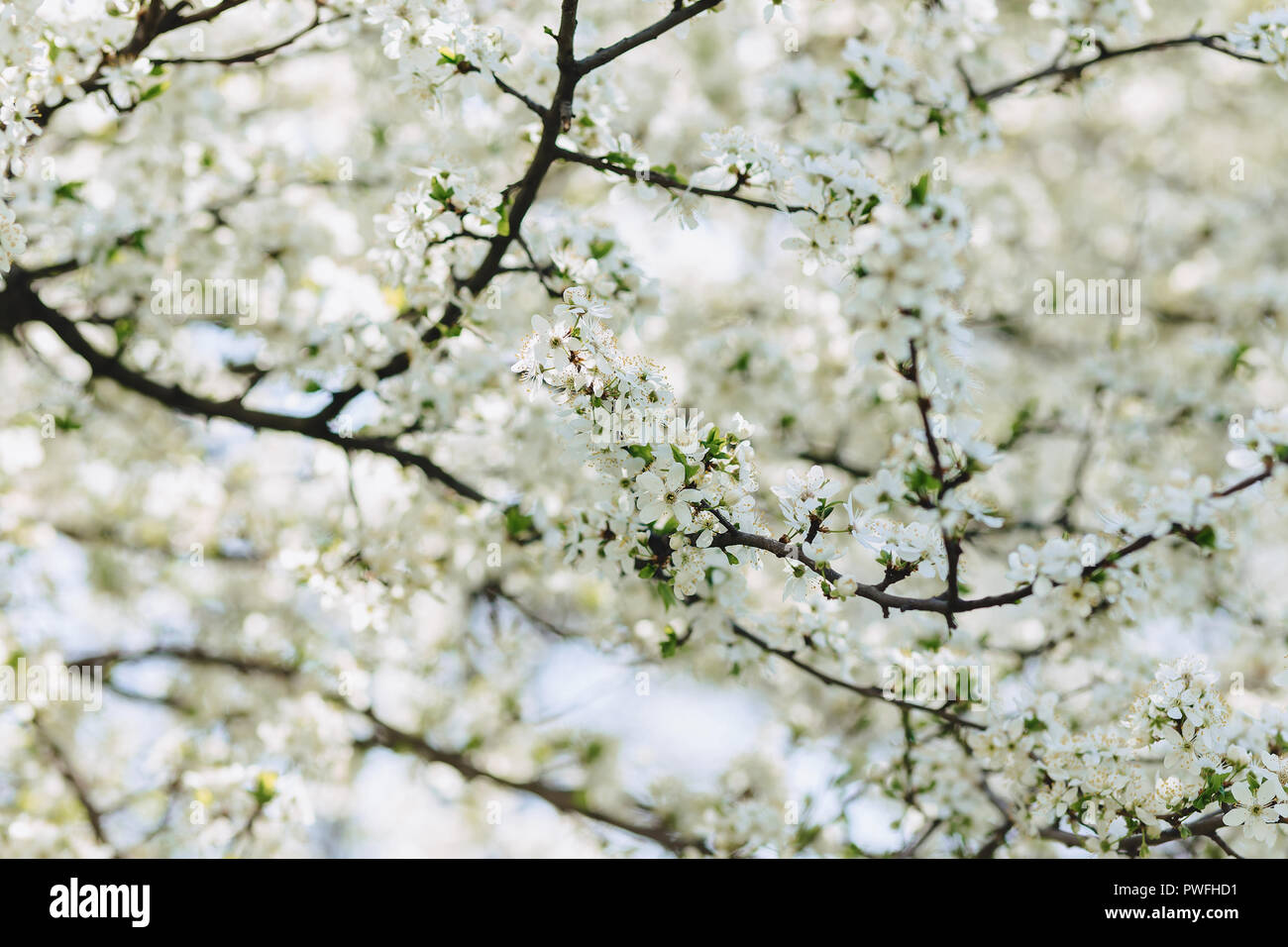 White Apple Blossom Or White Cherry Blossom On A Sunny Spring Day Stock Photo Alamy White Apple Blossom Or White Cherry Blossom On A Sunny Spring Day Stock Photo Alamy