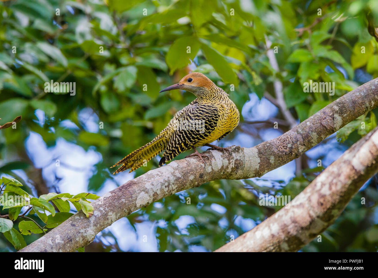 This female Fernandina's Flicker (Colaptes fernandinae) is one of the most rare woodpeckers in the world, second only to the Ivory-billed Woodpecker.  Stock Photo