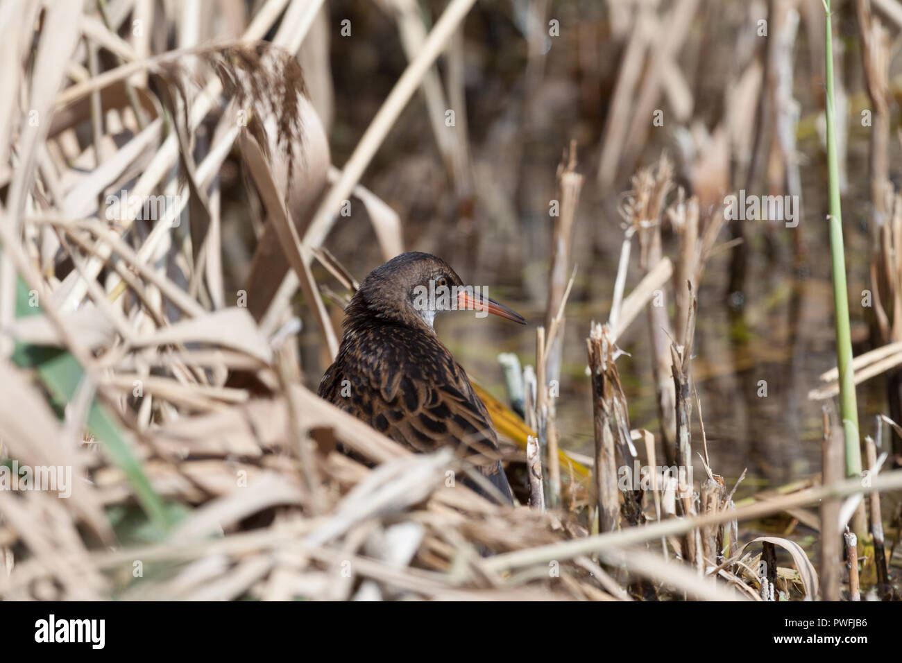 A juvenile, sub-adult water rail (Rallus aquaticus) resting, preening and exploring a reed bed in Worcestershire, UK. Stock Photo