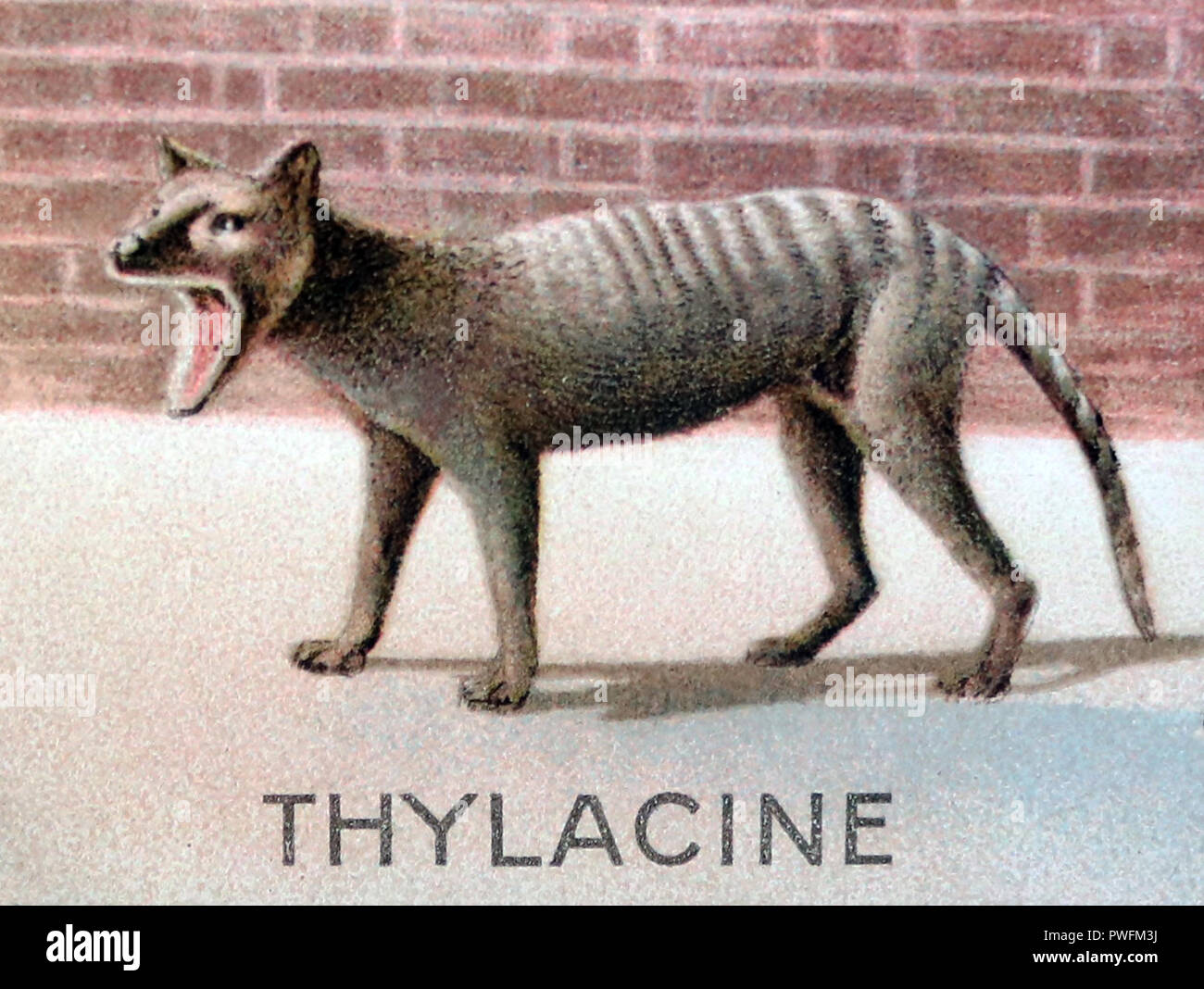 Thylacine Tasmanian Tiger at London Zoo, Victorian period Stock Photo