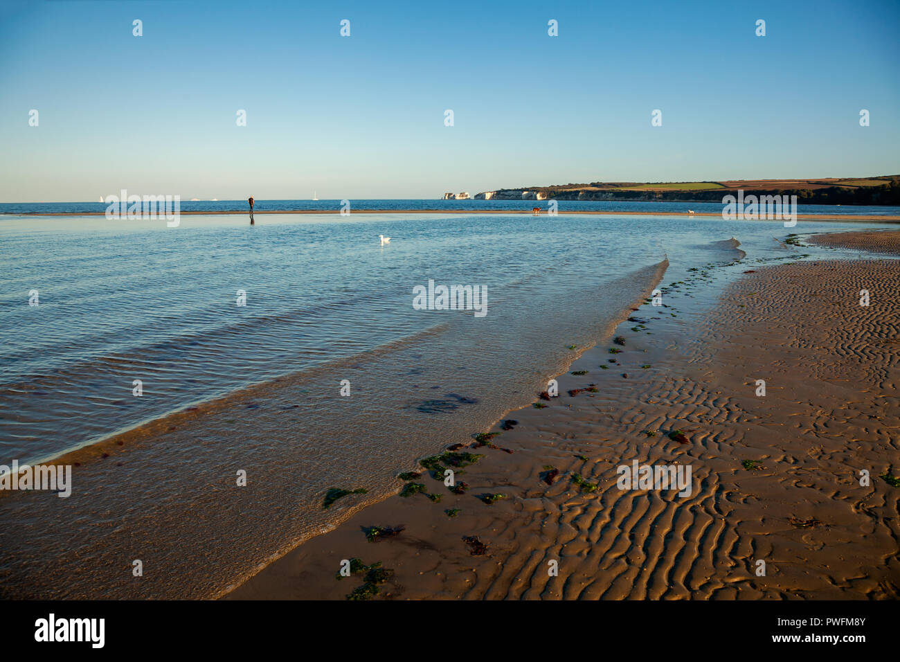 Dog studland bay hires stock photography and images Alamy