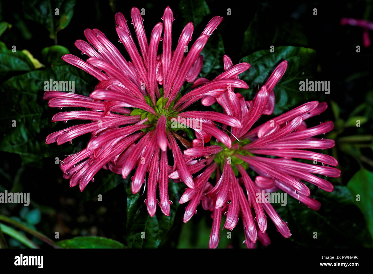 Justicia carnea, with common names including Brazilian plume flower, Brazilian-plume, flamingo flower, and jacobinia — is a flowering plant in the fam Stock Photo
