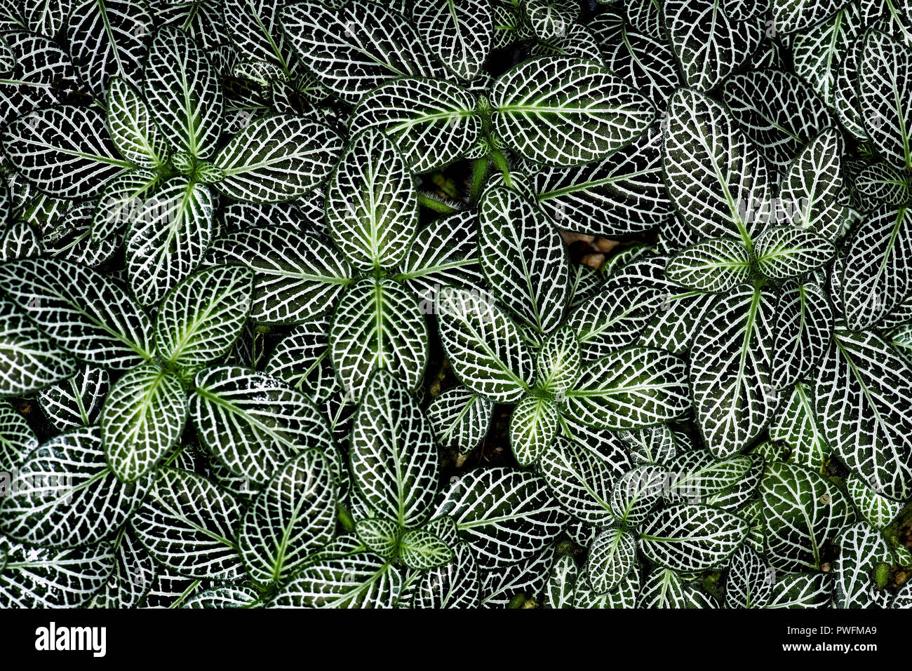 Fittonia albivenis is a species of flowering plant in the family Acanthaceae, native to the rainforests of Colombia, Peru, Bolivia, Ecuador and northe Stock Photo