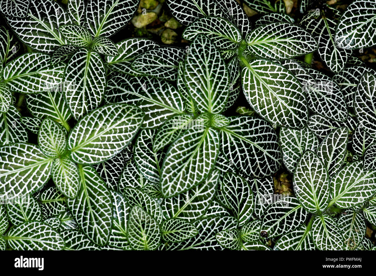 Fittonia albivenis is a species of flowering plant in the family Acanthaceae, native to the rainforests of Colombia, Peru, Bolivia, Ecuador and northe Stock Photo