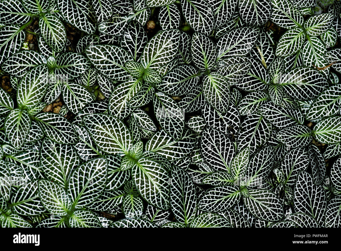 Fittonia albivenis is a species of flowering plant in the family Acanthaceae, native to the rainforests of Colombia, Peru, Bolivia, Ecuador and northe Stock Photo