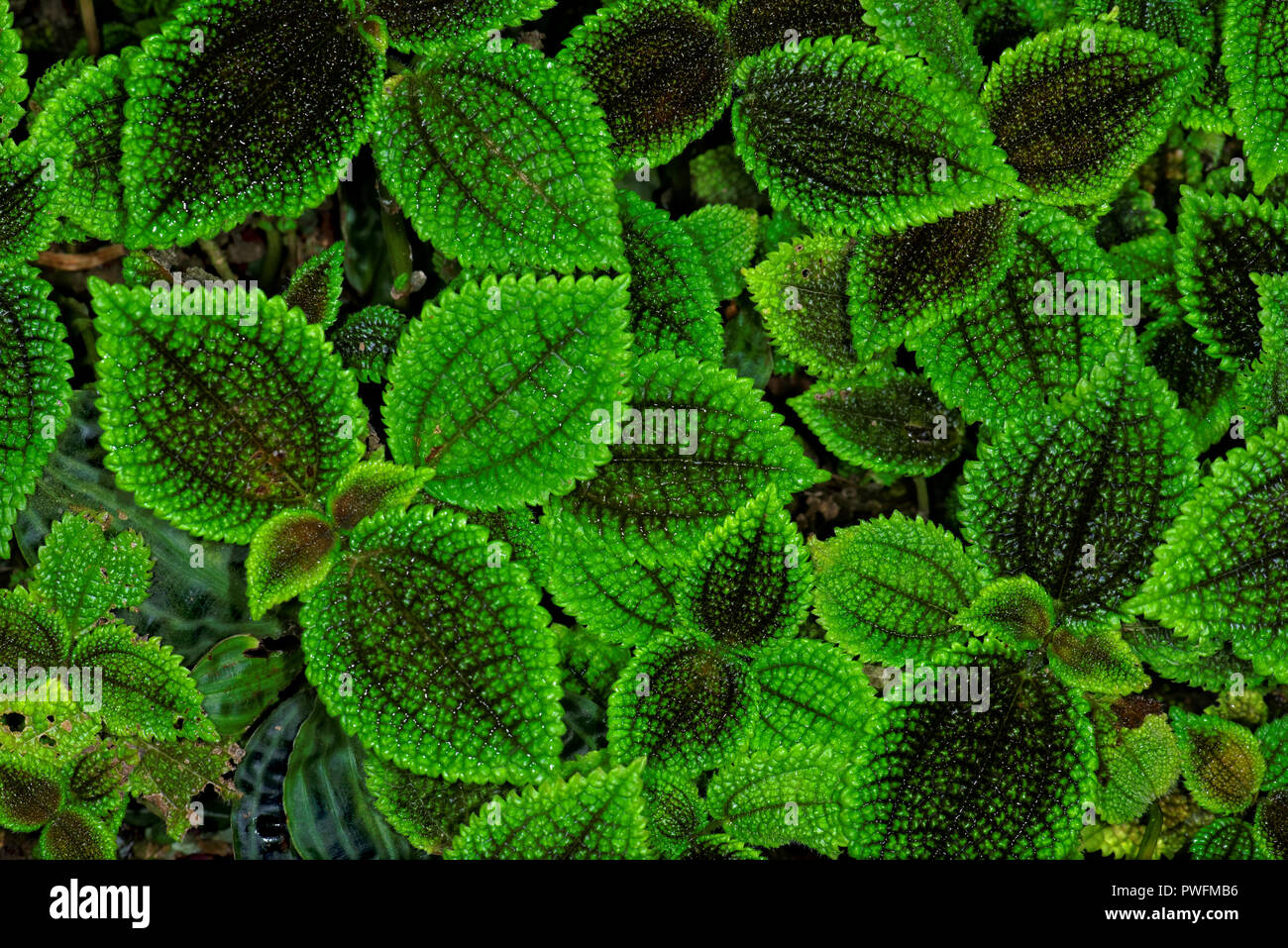Pilea mollis is a species of flowering plant in the family Urticaceae. It is used as an ornamental plant, particularly the cultivar 'Moon Valley'. Stock Photo