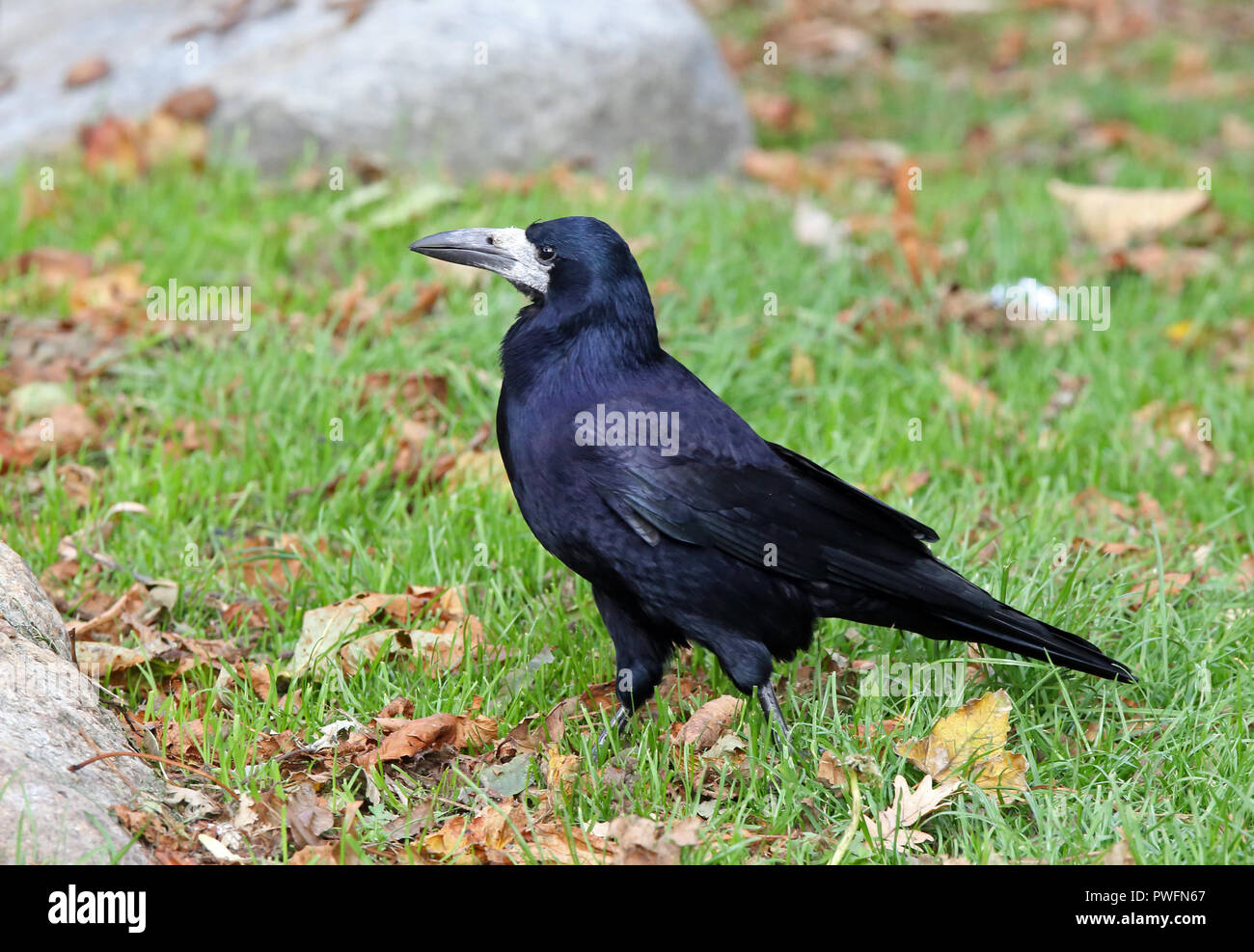 Rook (Corvus frugilegus) standing on grass in sunlight with glossy feathers and eye contact Stock Photo