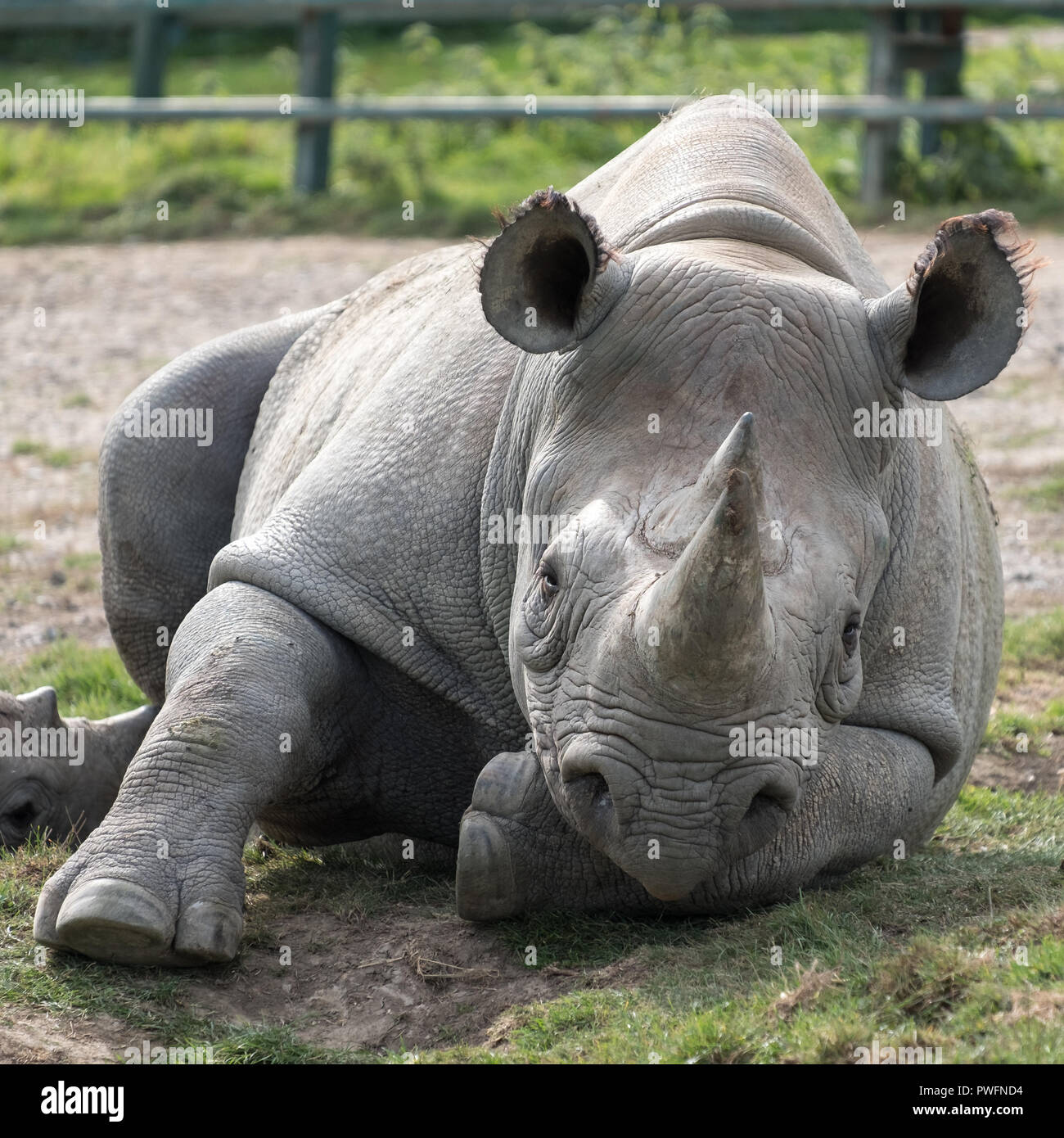 Close up of rhino looking straight to camera. Photographed at Port Lympne Safai Park near Ashford Kent UK. Stock Photo