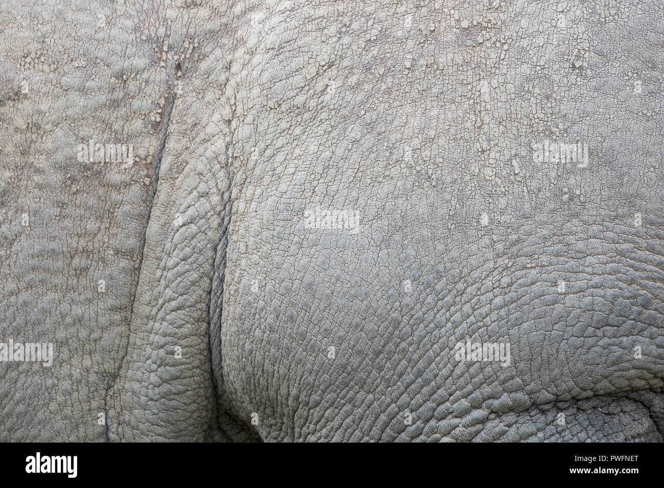 Rhino Skin Texture High Resolution Stock Photography and Images Alamy