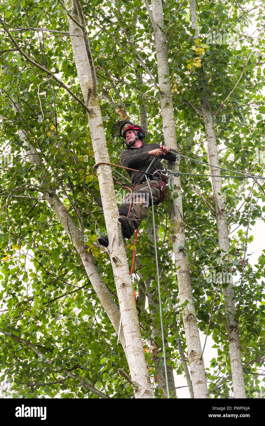UK. A tree surgeon (arborist) at work felling a poplar tree Stock Photo