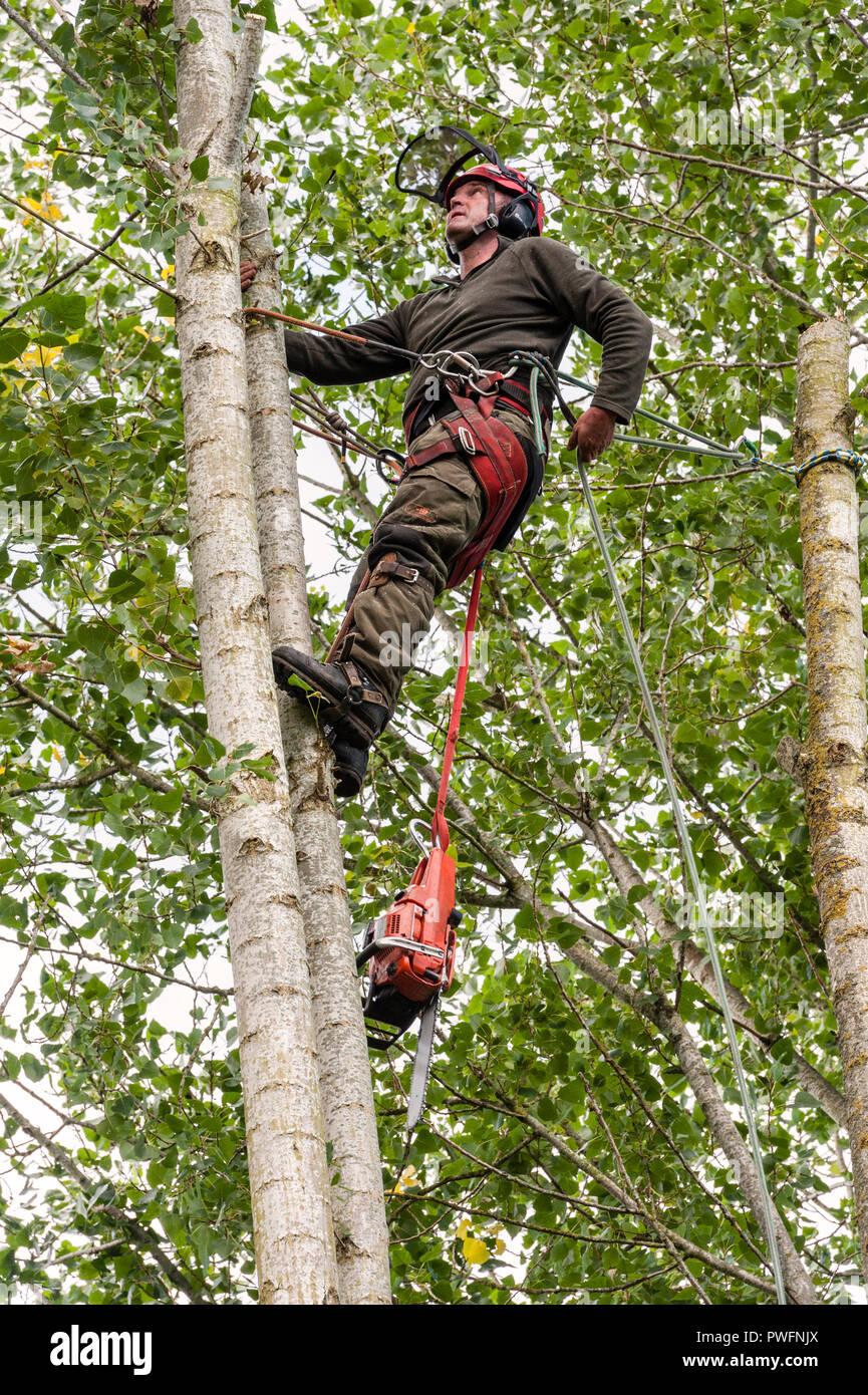 UK. A tree surgeon (arborist) at work felling a poplar tree Stock Photo
