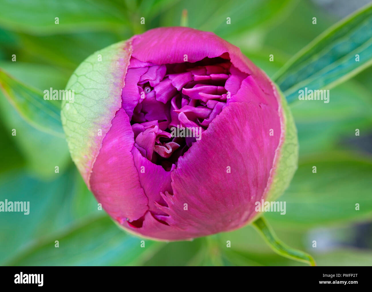 UK. The bud of a herbaceous peony (Paeonia officinalis) in early summer (late May), on the point of opening Stock Photo