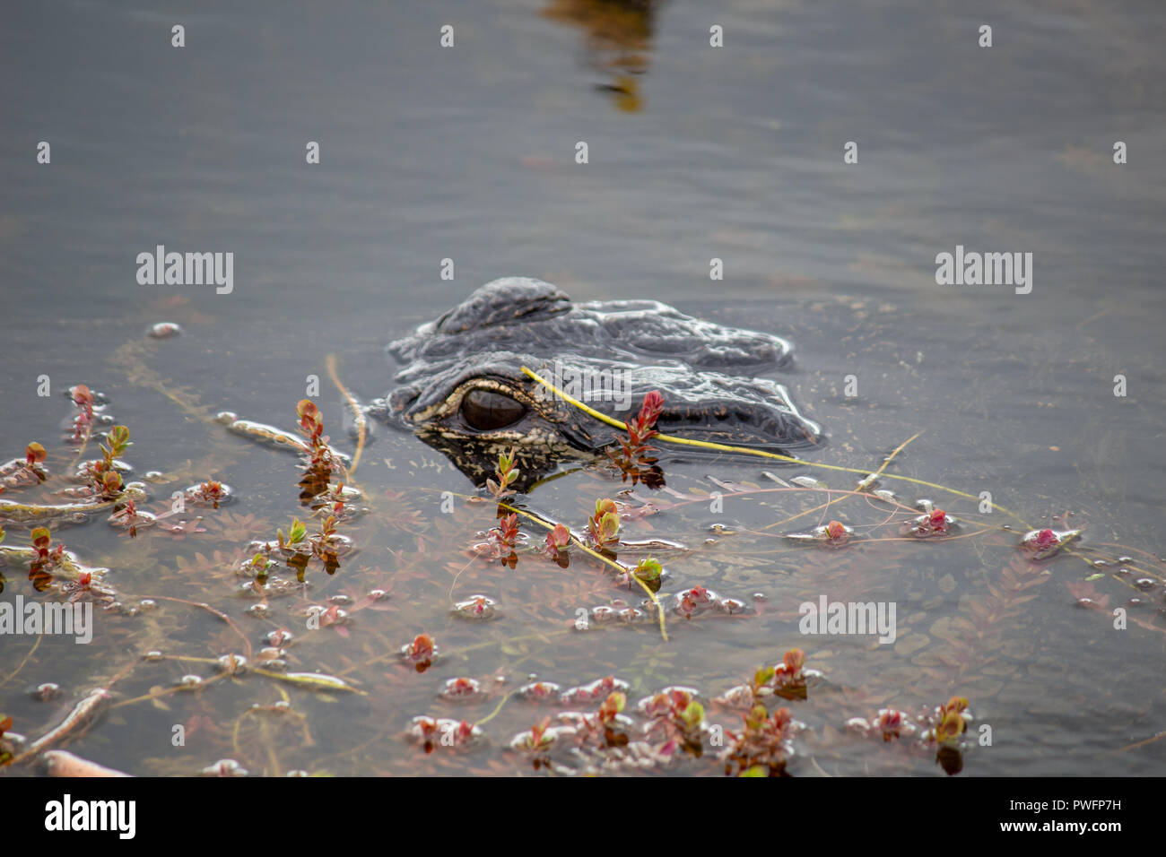 Alligator's head closeup hiding in water, Everglades National Park, Florida, USA Stock Photo