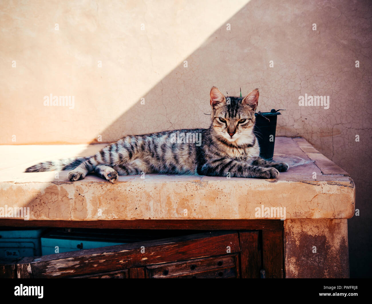 Young cat relaxing and lying in the sun, on a stone sideboard Stock Photo