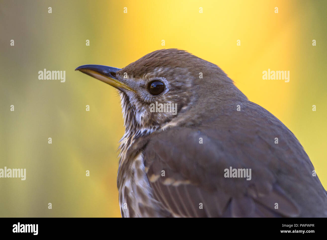 Portrait of Song thrush (Turdus philomelos) on vivid colored background Stock Photo