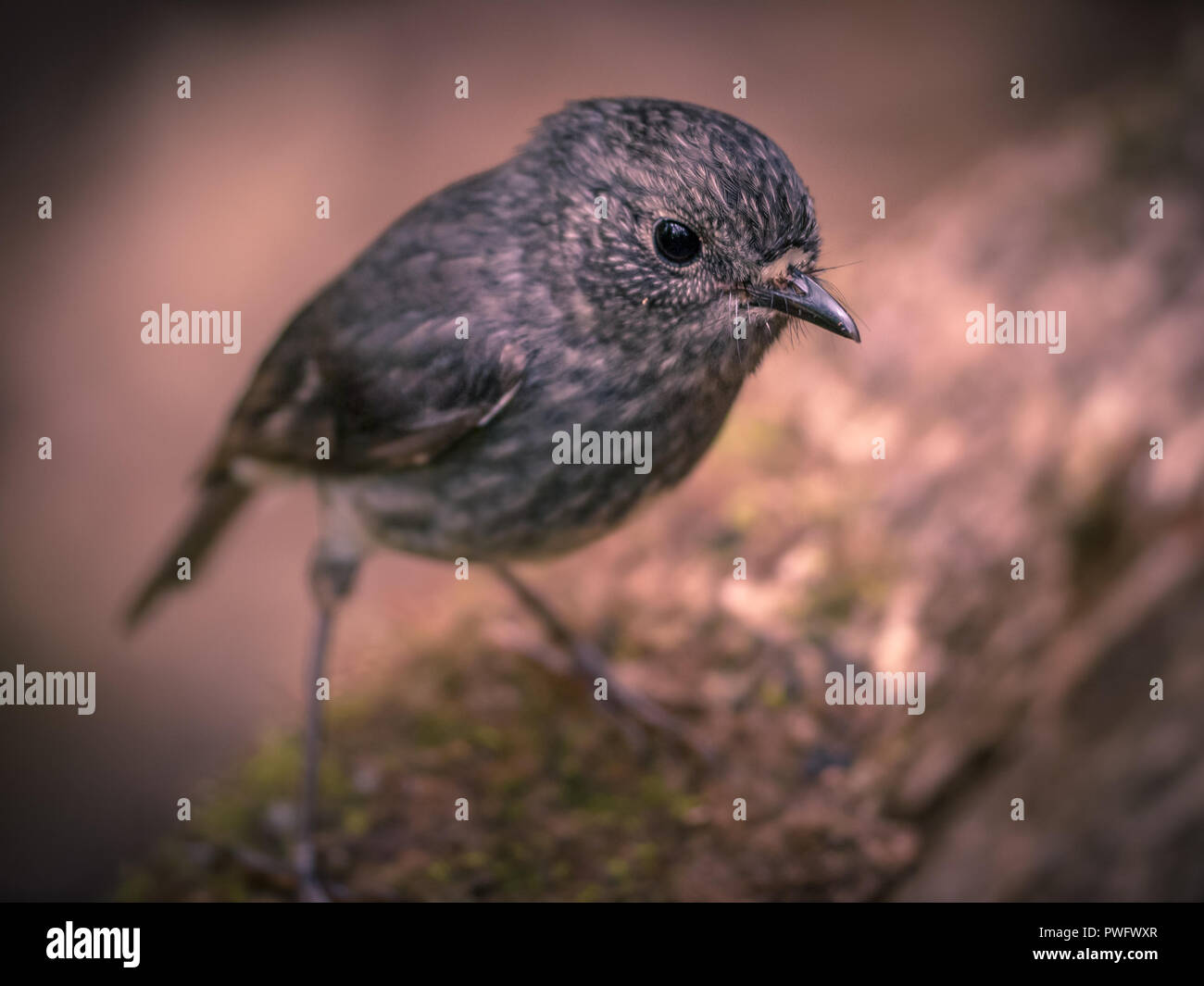 Cute new zealand North Island Robin (Petroica longipes) looking in the camera Stock Photo