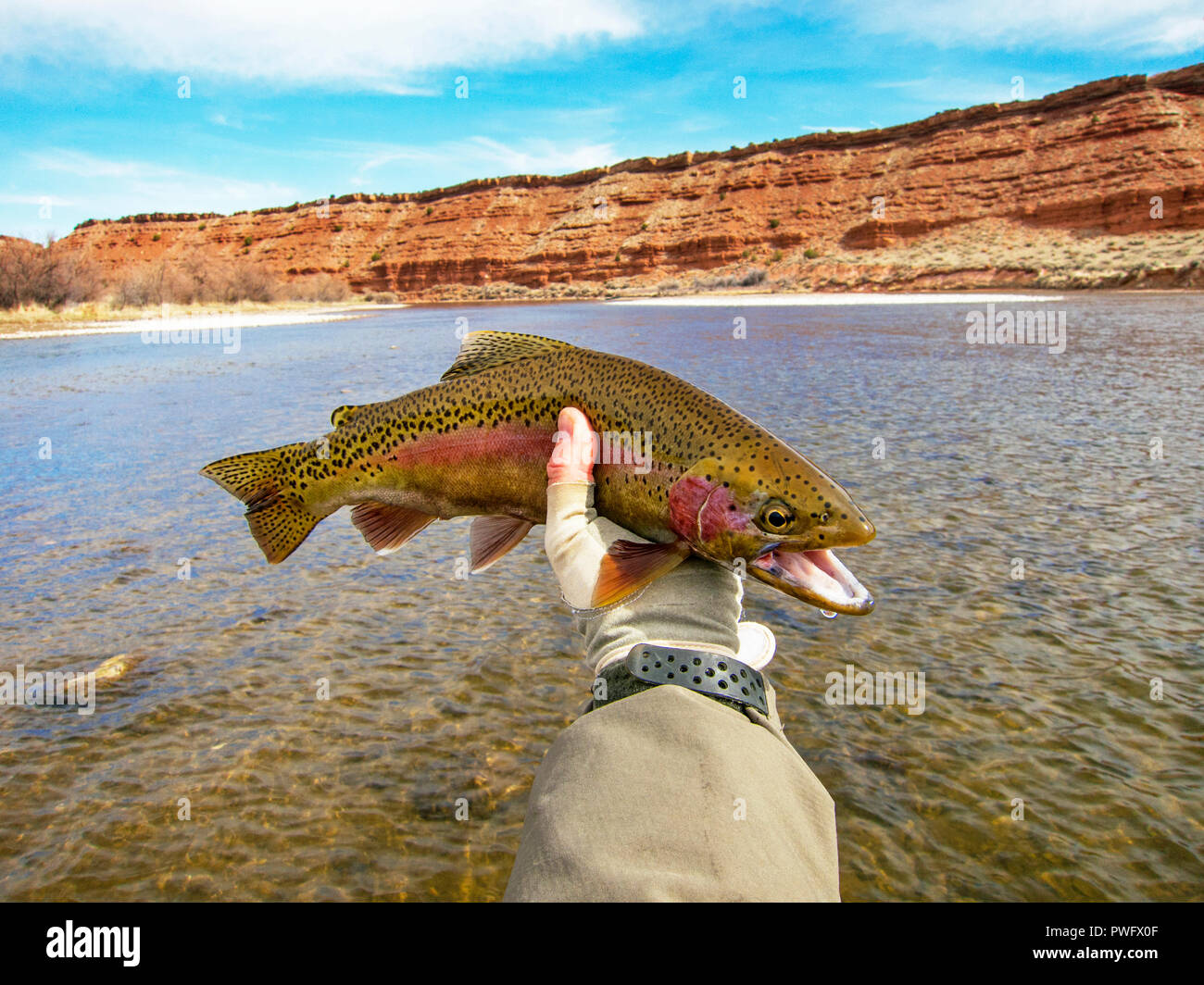 Fly fishing for trout on the North Platte River in Wyoming, USA Stock