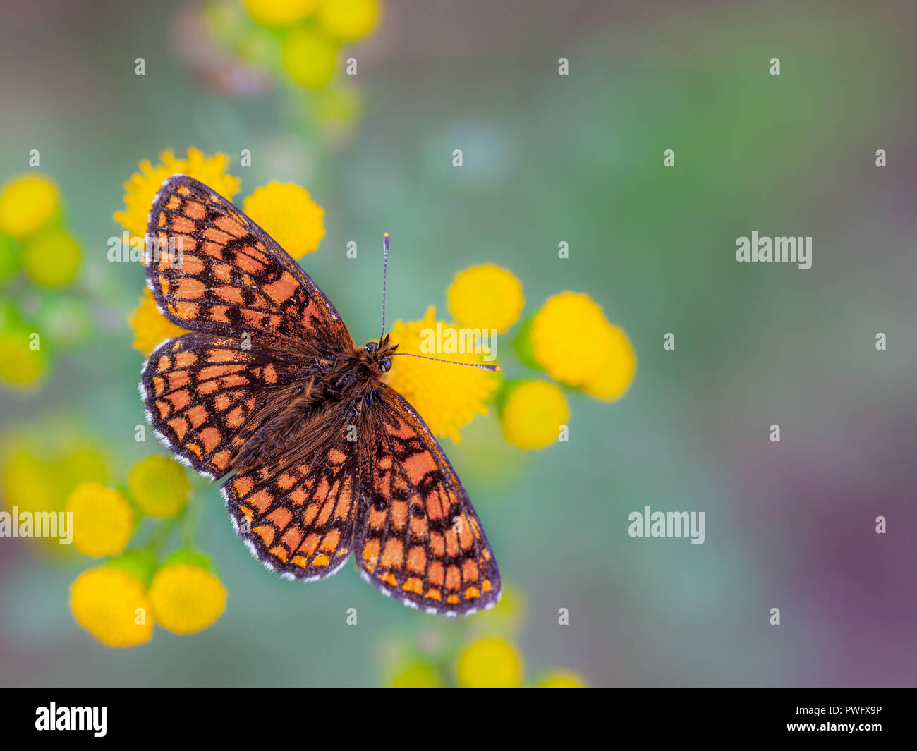 The Heath Fritillary (Melitaea athalia) is a butterfly of the Nymphalidae family, found throughout Europe to Japan Stock Photo