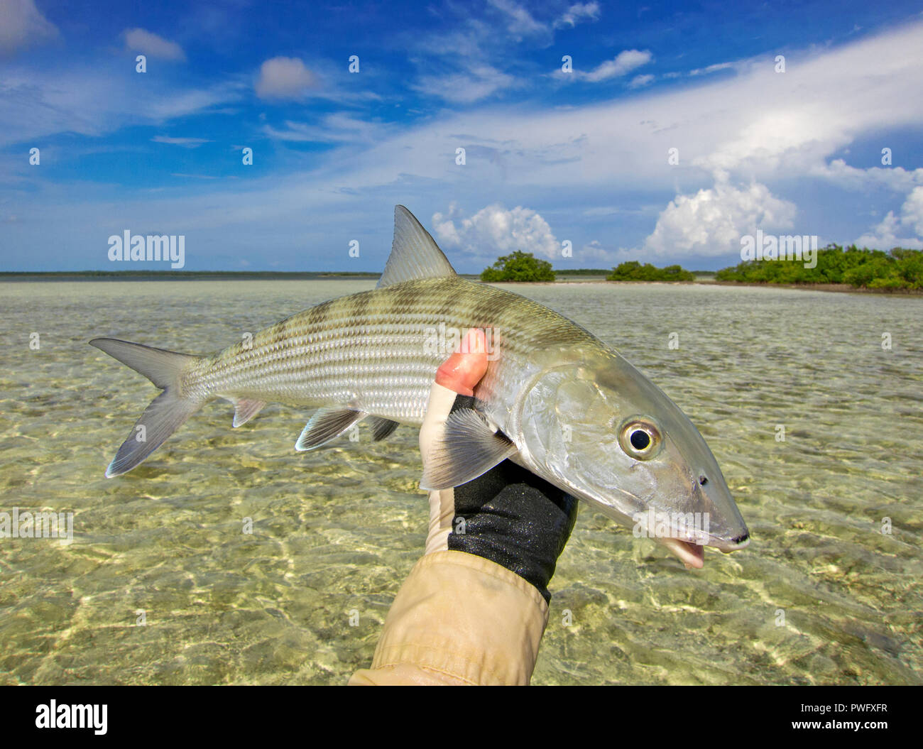 Scene from saltwater fly fishing for bonefish, tarpon, roosterfish, mahi mahi, tuna, mackerel, and permit. Stock Photo