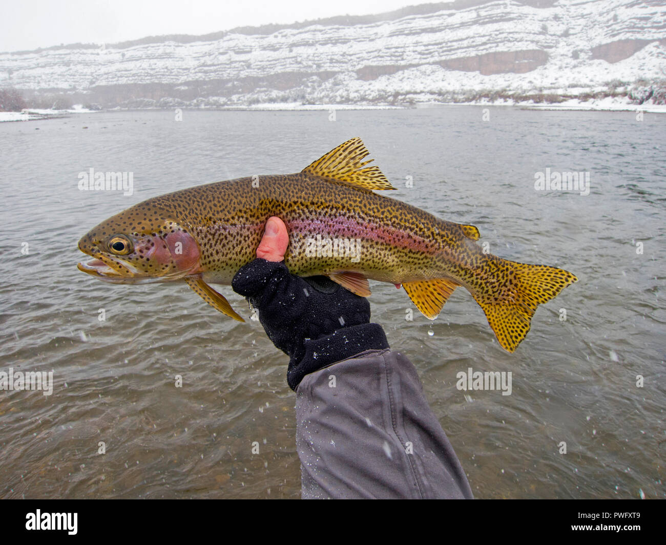 Freshwater fly fishing for trout and salmon Stock Photo Alamy