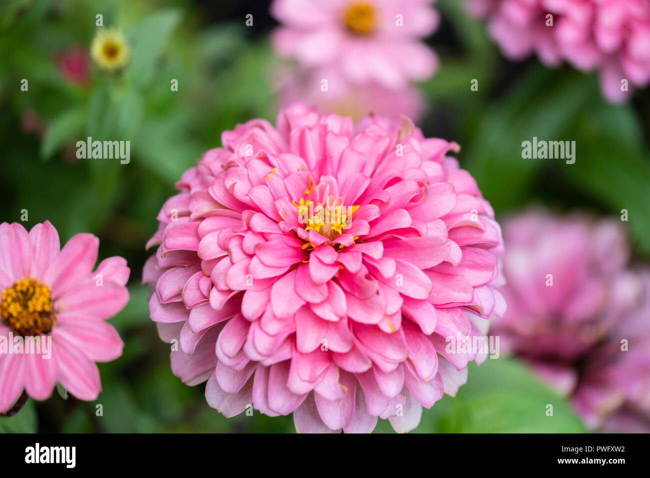 Pink Zinnia elegans, fully bloomed, Kansas, USA Stock Photo Alamy