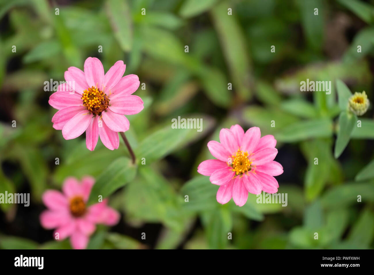 Pink zinnias, fully bloomed, Kansas, USA Stock Photo Alamy