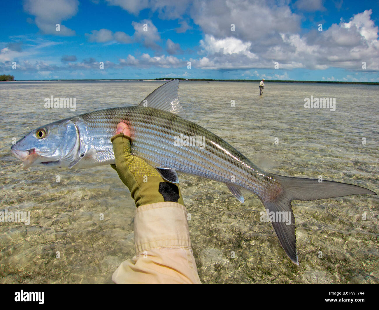 Scene from saltwater fly fishing for bonefish, tarpon, roosterfish