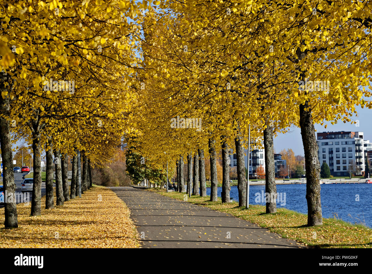 Yellow alley covered with yellow linden tree leaves Stock Photo - Alamy