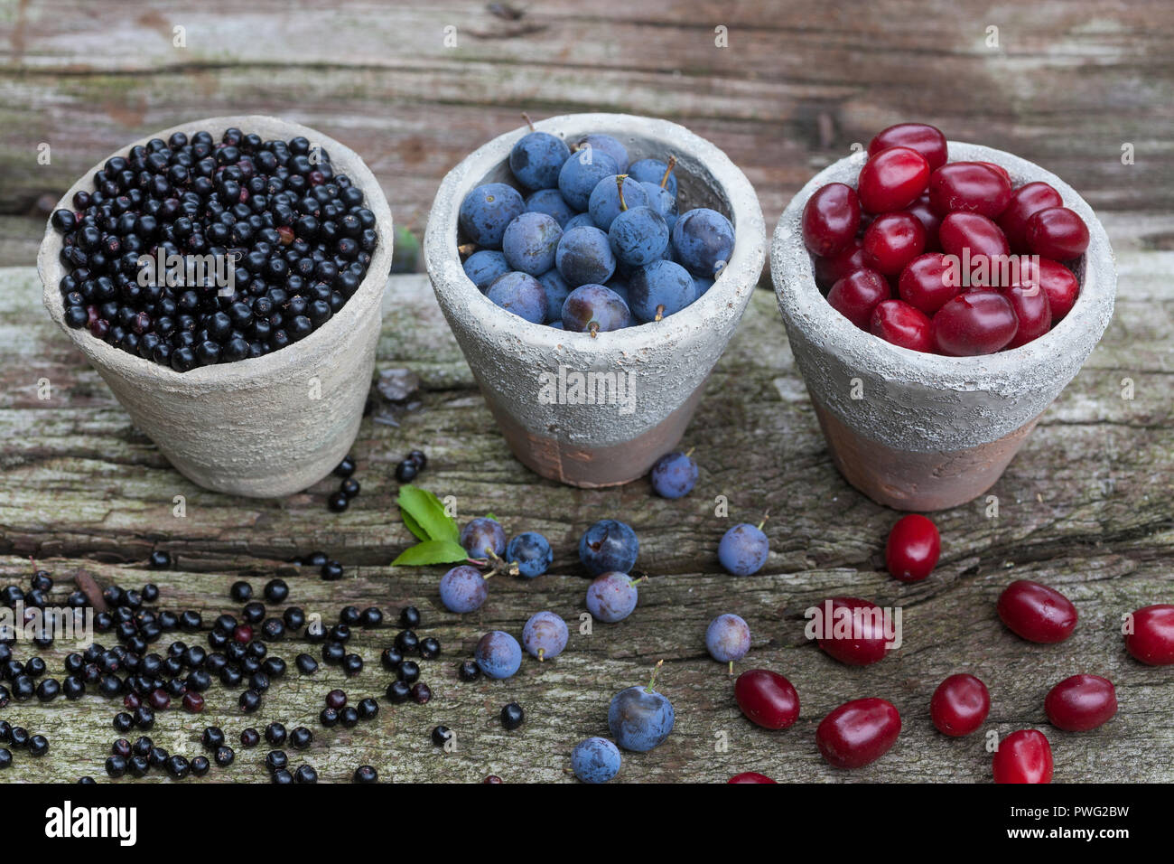 Sloe Recipes High Resolution Stock Photography and Images - Alamy