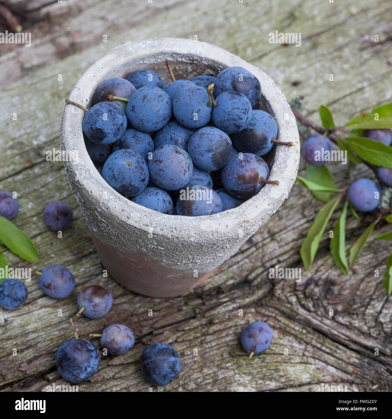 Schlehenbeeren, Schlehe, Schlehen, Gewöhnliche Schlehe, Schwarzdorn ...