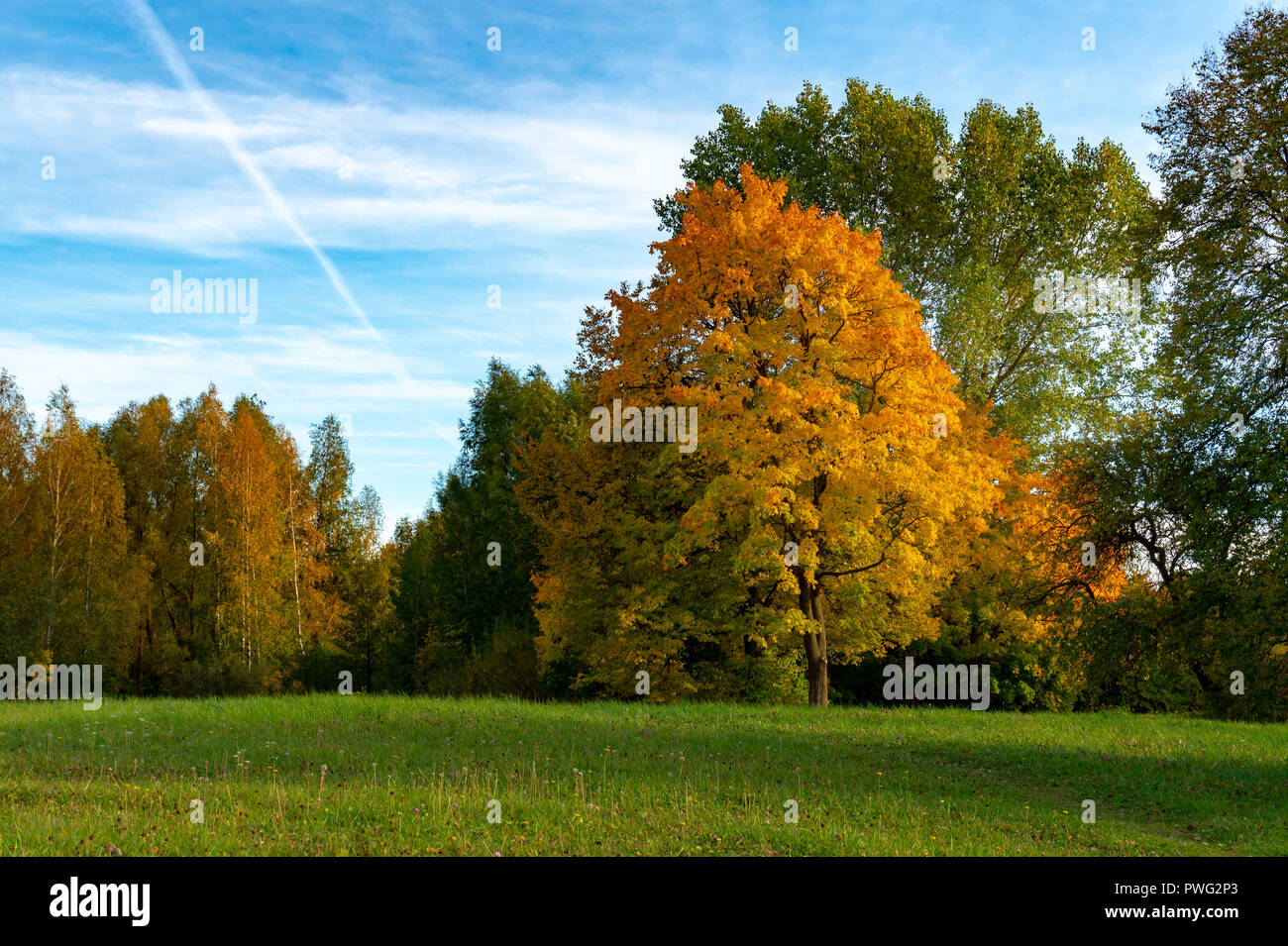 Colorful autumn leaves on a copse of assorted trees in rural woodland ...