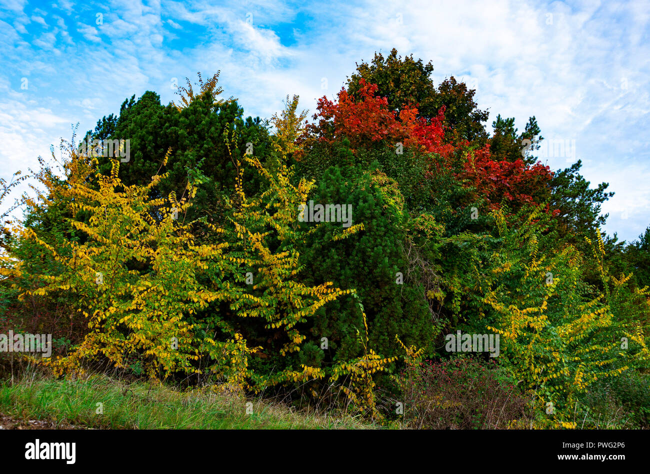 Colorful autumn leaves on a copse of assorted trees in rural woodland ...