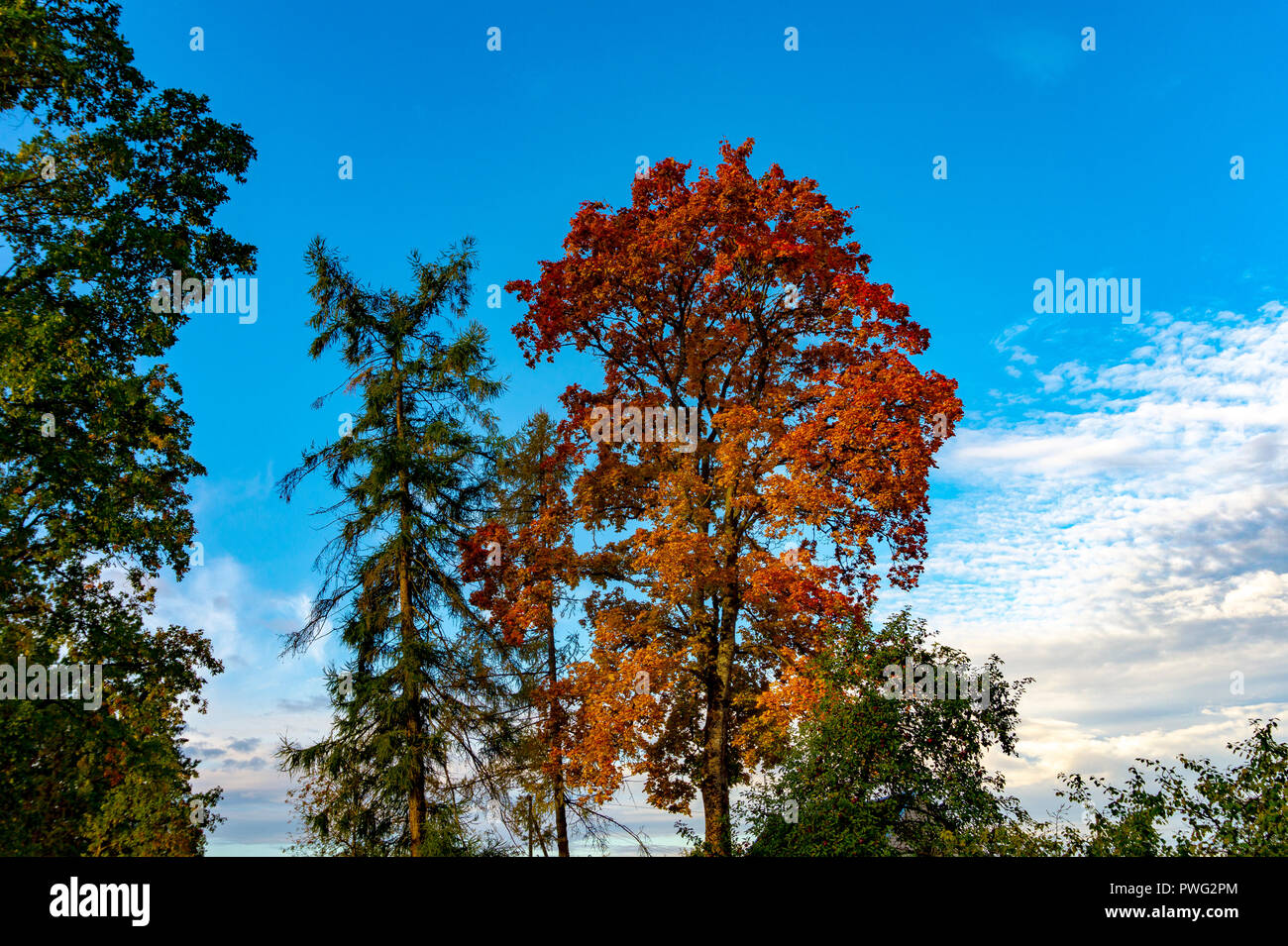 Colorful autumn leaves on a copse of assorted trees in rural woodland ...
