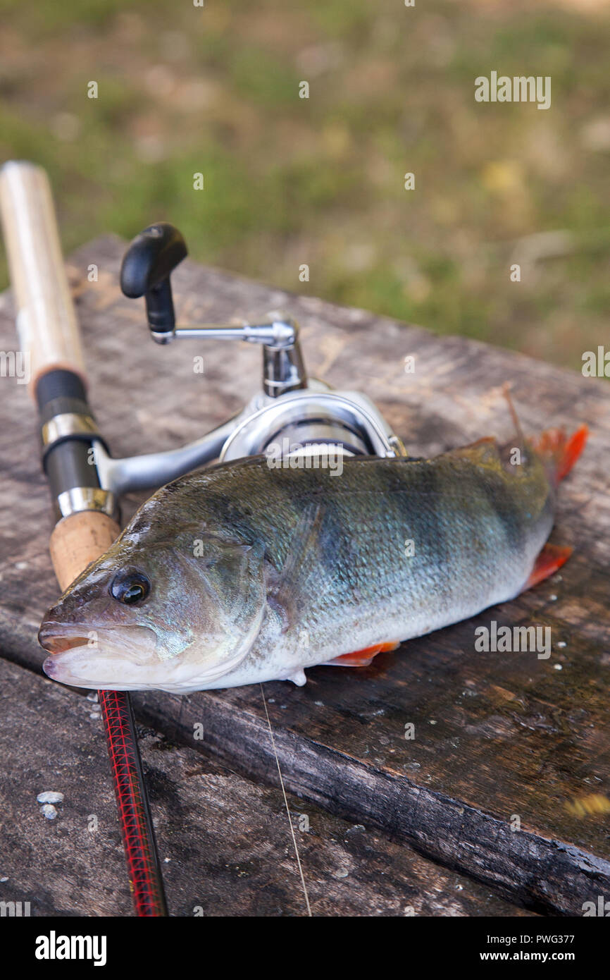 https://c8.alamy.com/comp/PWG377/freshwater-perch-and-fishing-rod-with-reel-lying-on-vintage-wooden-background-fishing-concept-trophy-catch-big-freshwater-perch-fish-just-taken-fr-PWG377.jpg