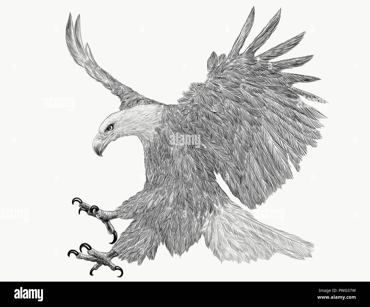 Bald eagle fly landing hand draw sketch monochrome on white background illustration. Stock Photo