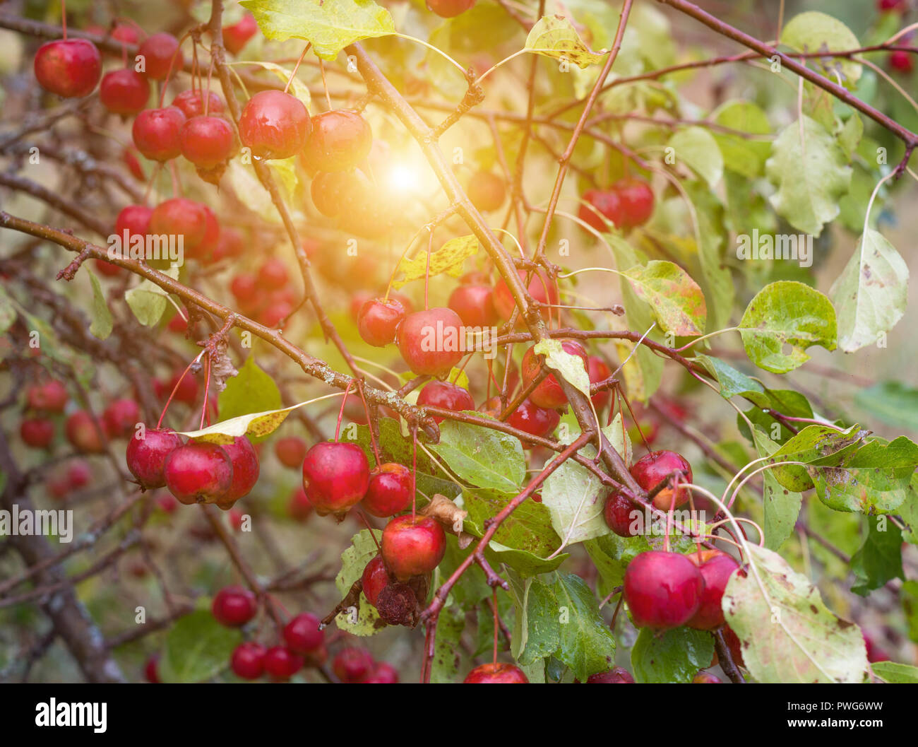 Chinese apple tree with small apples, heavenly apples, close-up, autumn, beautiful Stock Photo