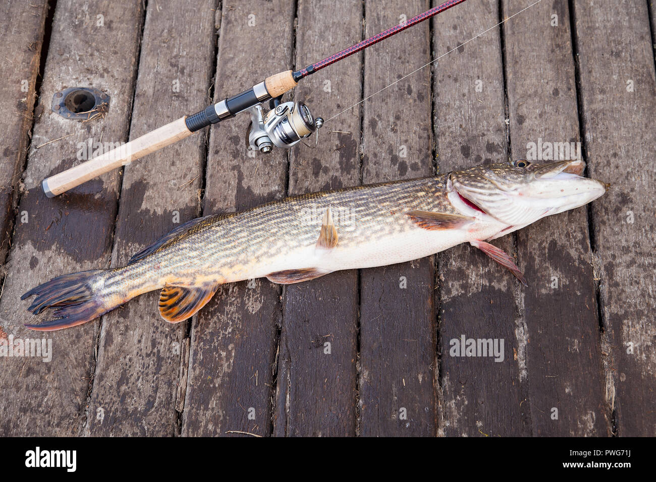 Freshwater Northern pike fish know as Esox Lucius and fishing rod with reel  lying on green grass. Fishing concept, good catch - big freshwater pike f  Stock Photo - Alamy