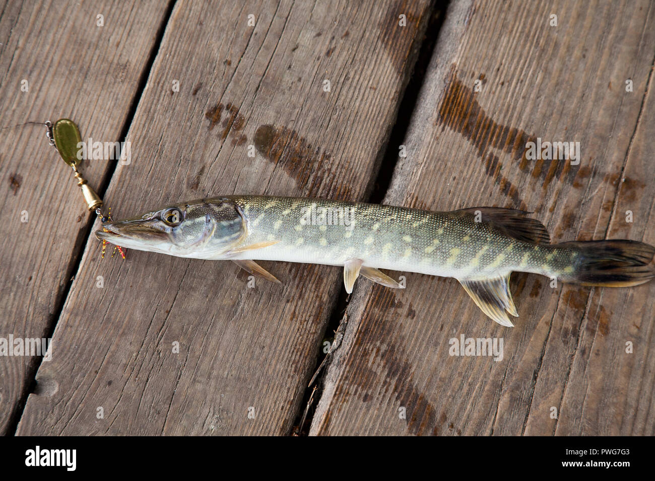 Freshwater Northern pike fish know as Esox Lucius with lure in mouth lying on vintage wooden background. Fishing concept, good catch - big freshwater  Stock Photo