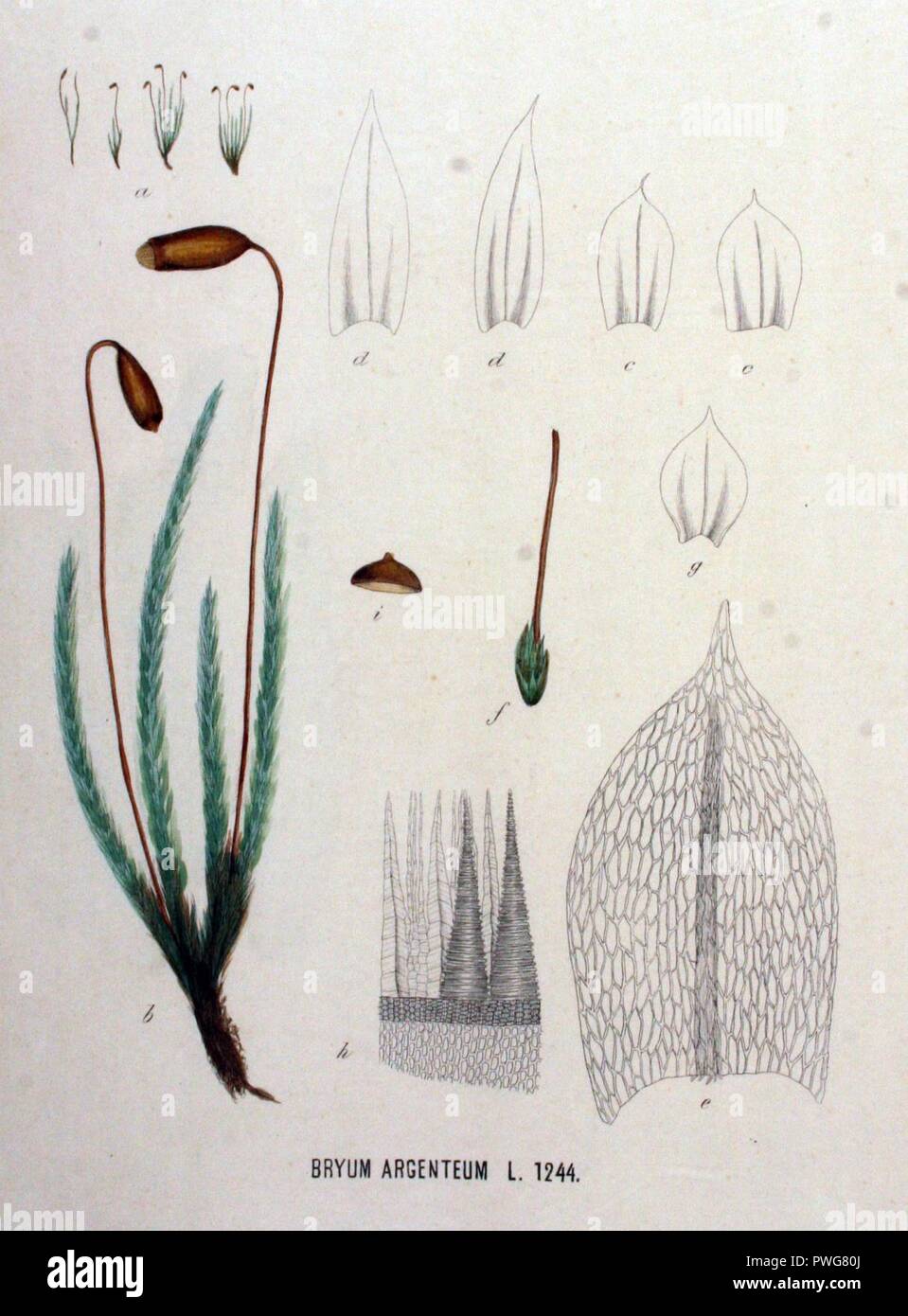 Bryum argenteum — Flora Batava — Volume v16. Stock Photo