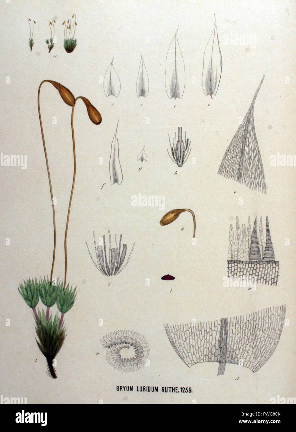 Bryum luridum — Flora Batava — Volume v16. Stock Photo
